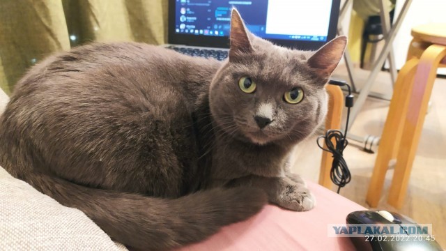 Мой кот