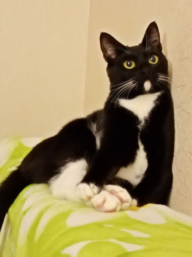 Котовторник. Кошка по имени Овца!