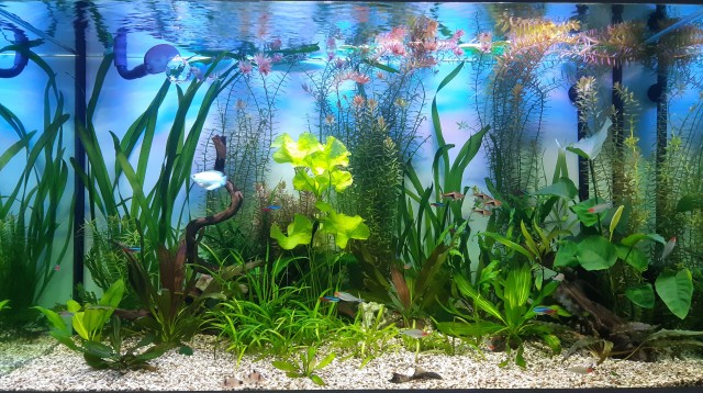 Покупайте аквариум