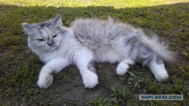 Котовторник.