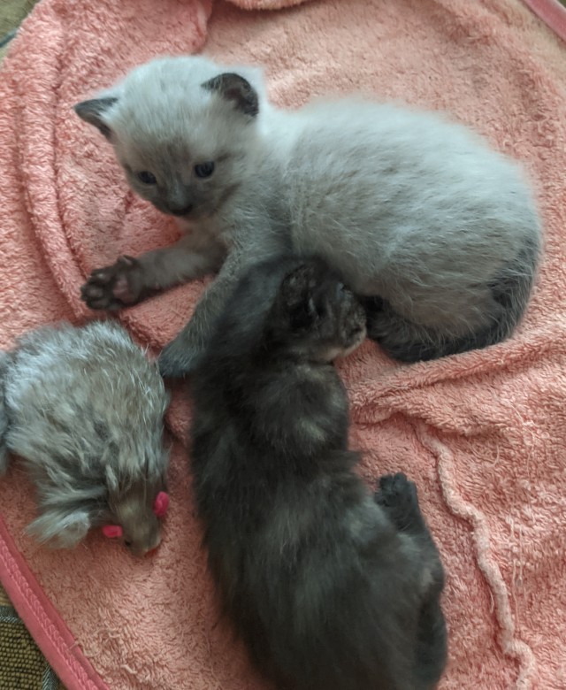 А вот и котовторник 24.05.2022