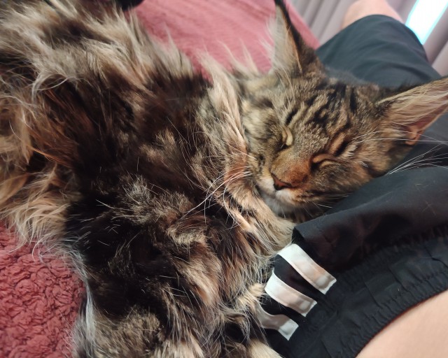 Кошка