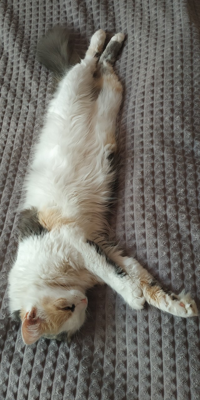 Какие же коты полезные