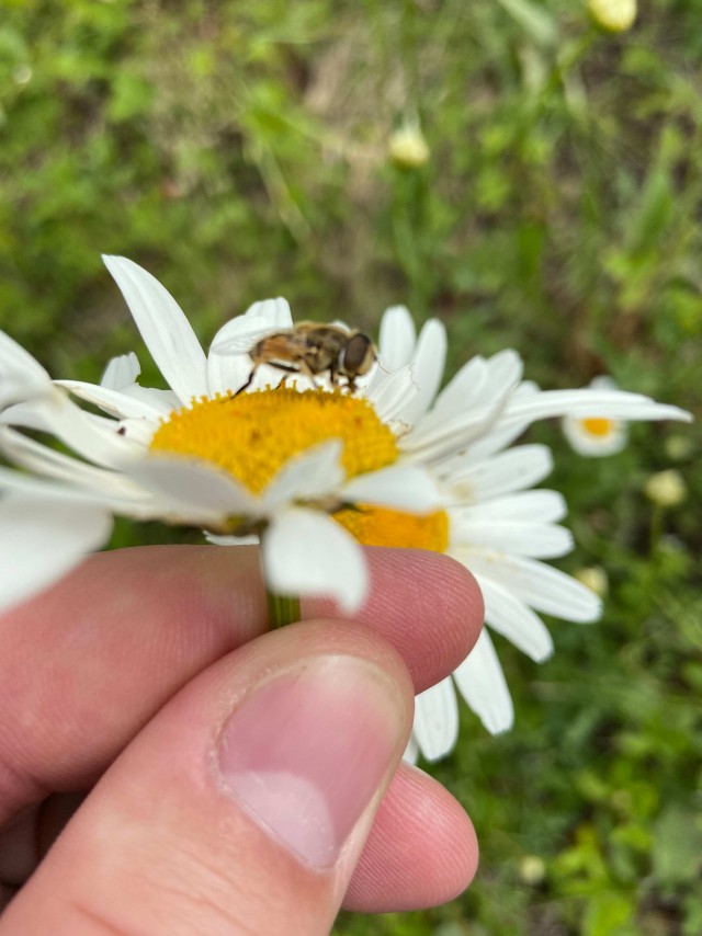 Принимайте в дачники!