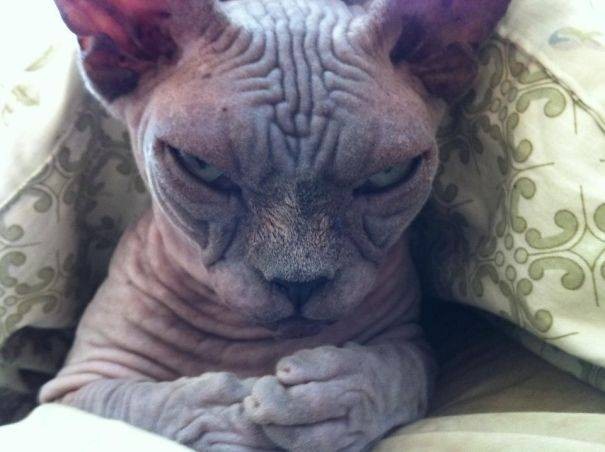 Дюжина фото, подтверждающих, что коты из потустороннего мира