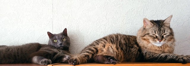 Ненужный кот