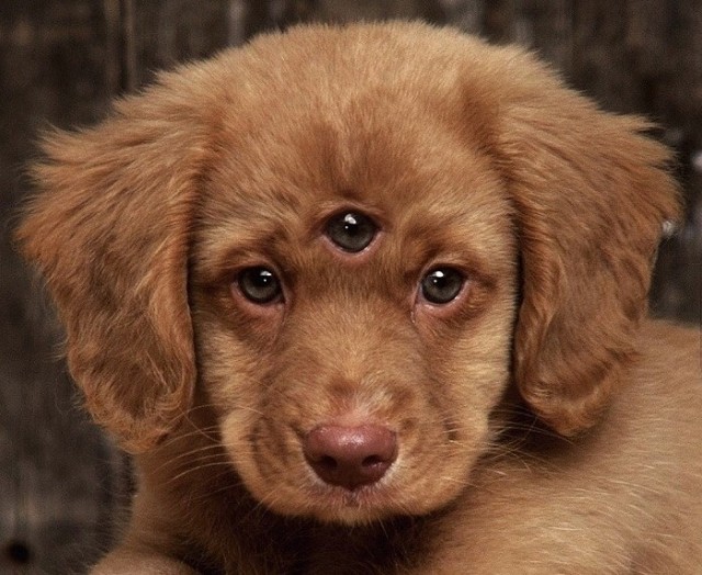 Нуштош 15.12.2023