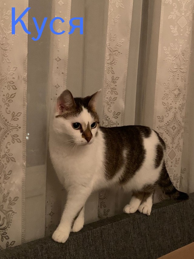 Жизнь домашнего приюта "Котоленд" 419