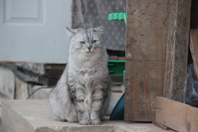 Котовторник  07.05.2013