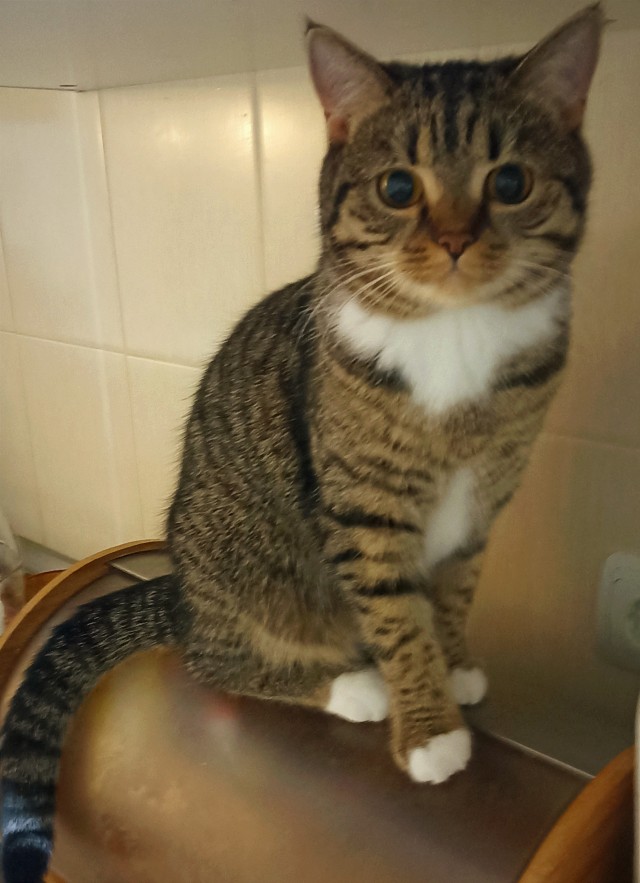 Кошкопортрет