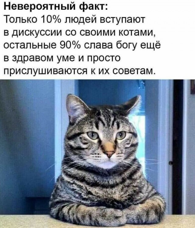 Жизнь домашнего приюта "Котоленд" 427