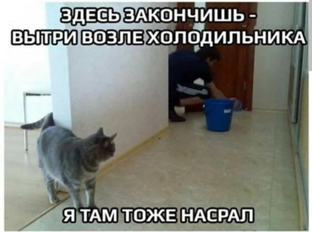 В цирке Владивостока тигр во время выступления залез на большой глобус и решил насрать на него