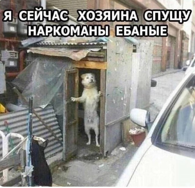Весёлый полтишок 08.04.24