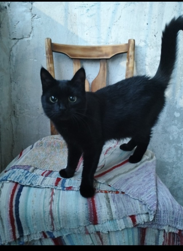 Какая разговорчивая