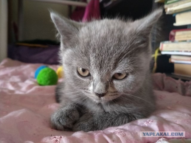 Кошечку отдали, потому что "она уродливая"