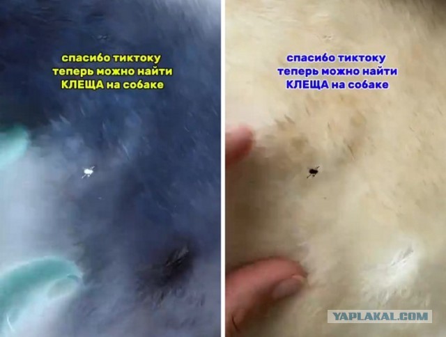 Найти клеща у питомца можно с помощью iPhone