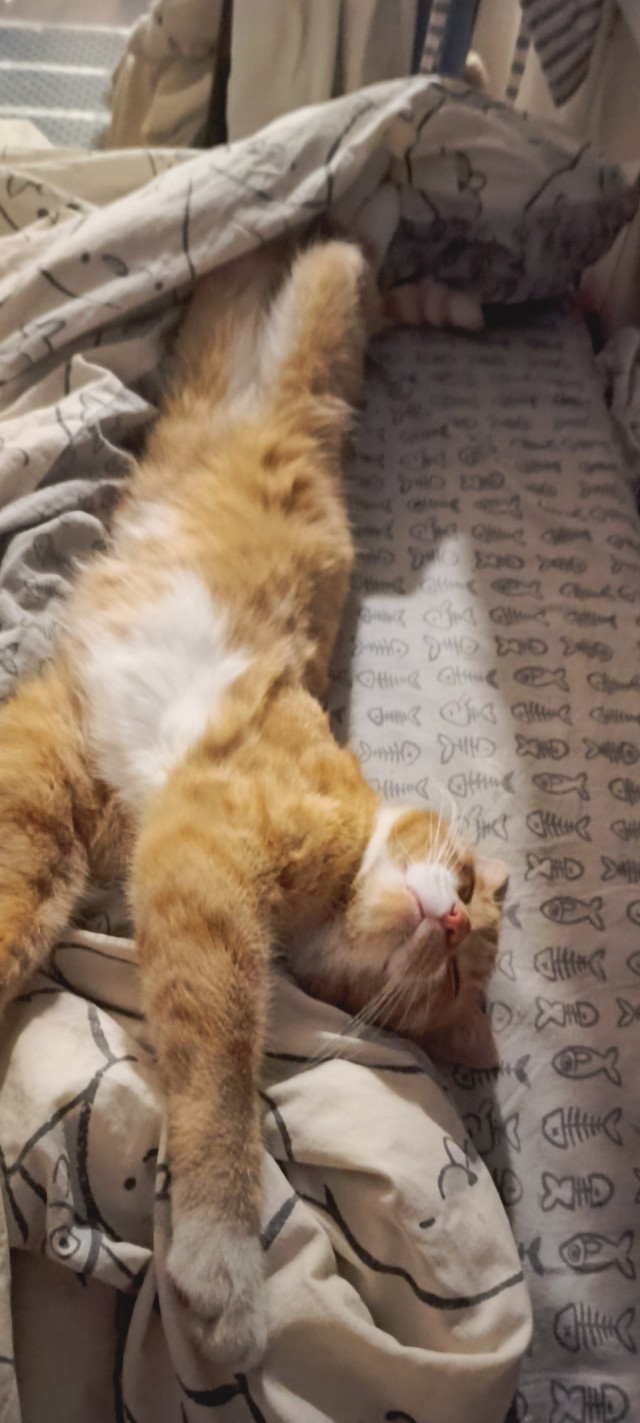 Котовторник