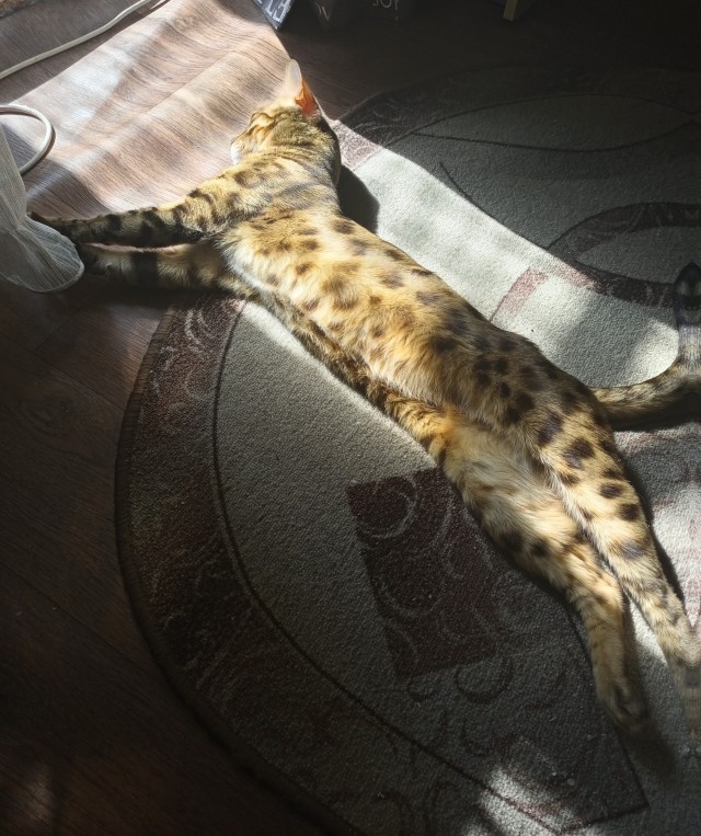 Кот в отпуске