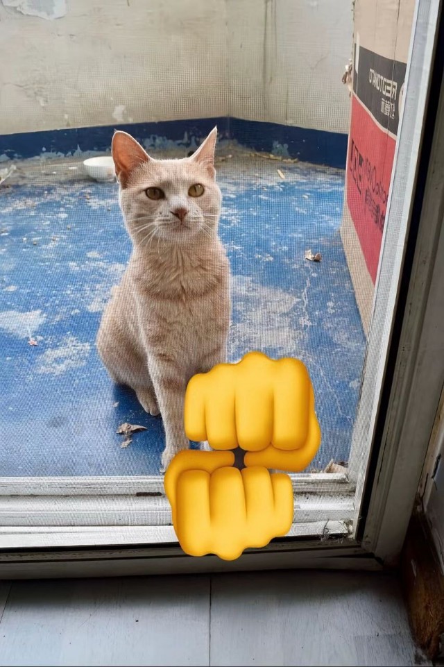 Когда кошка пропала на пару недель, а потом вернулась