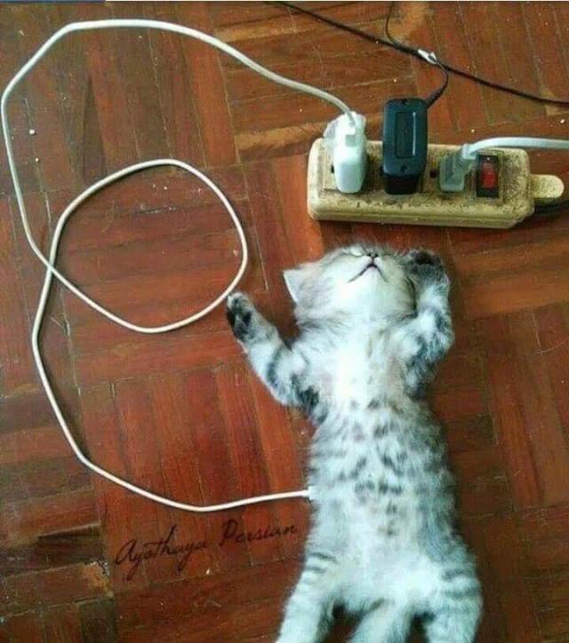 Котовторник