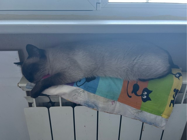 Котовторник.Наши модели