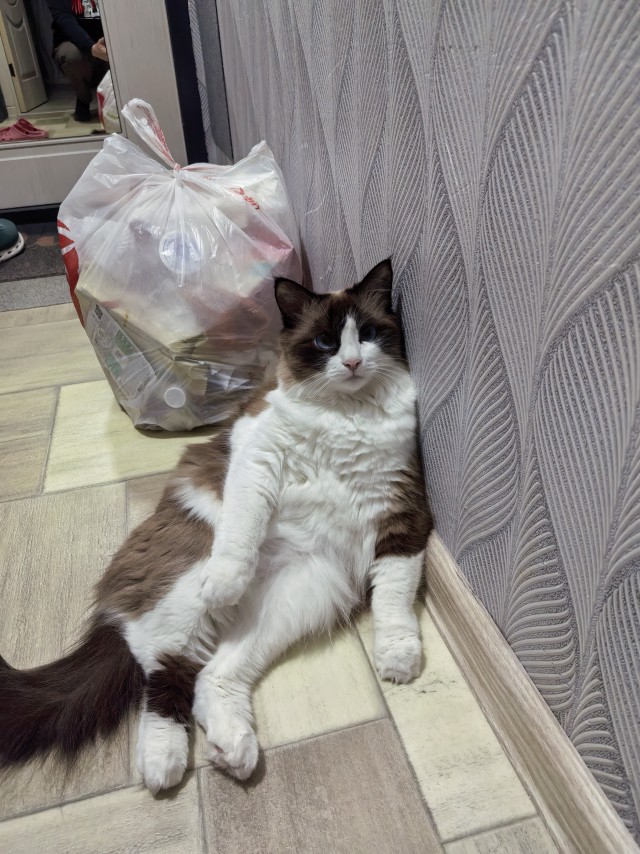 Котовторник. Где коты? Мой вот!
