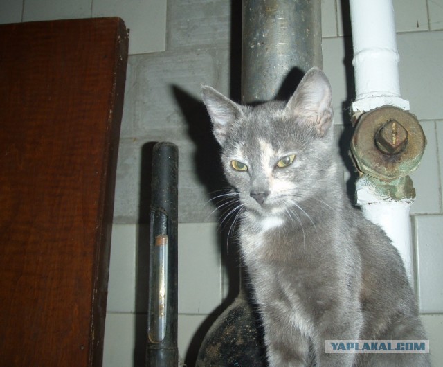 Спасение Котенка
