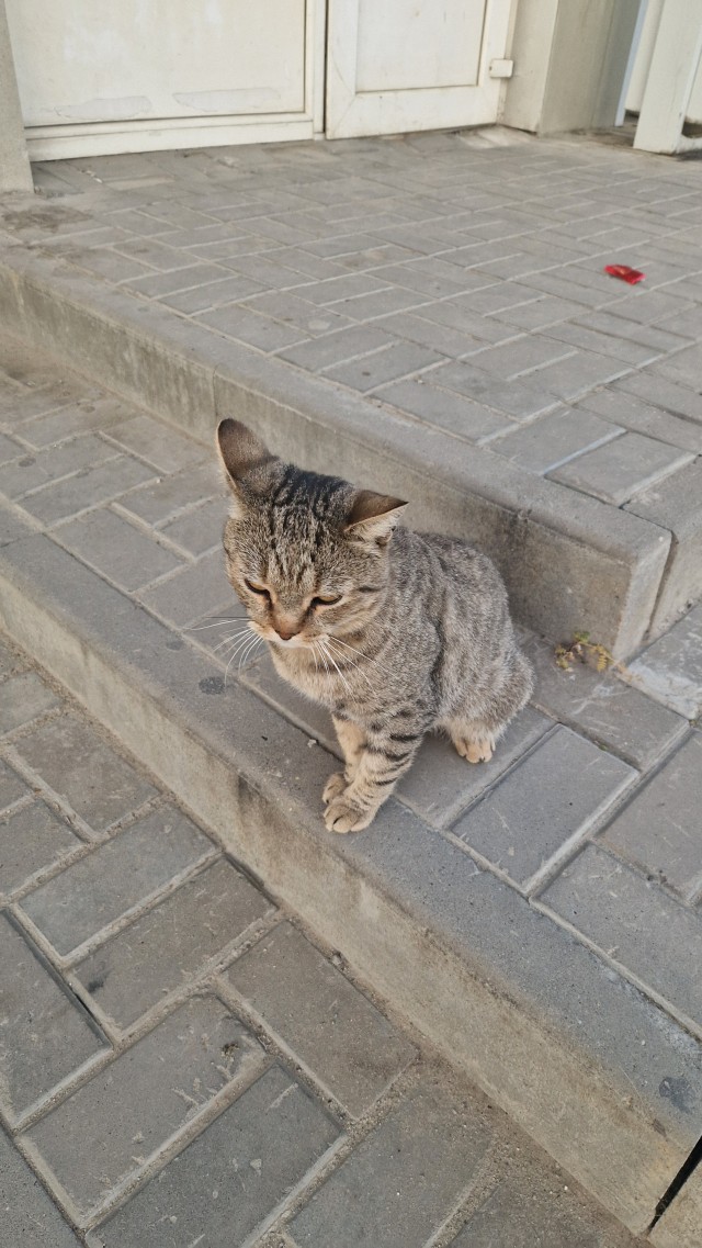 Пост про котов и кошек.
