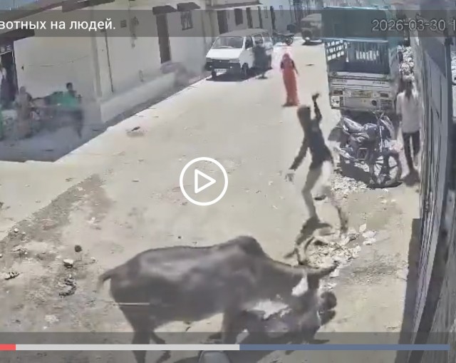 Нападение животных на людей.