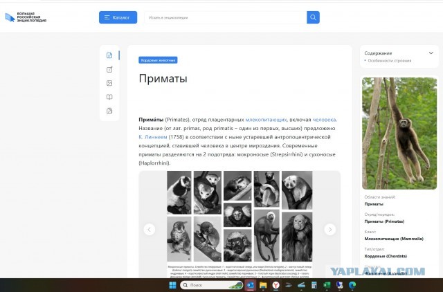 Не все обезьяны, теперь обезьяны!