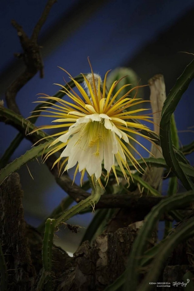 Царица ночи - Селеницереус крупноцветковый (лат. Selenicereus grandiflorus)
