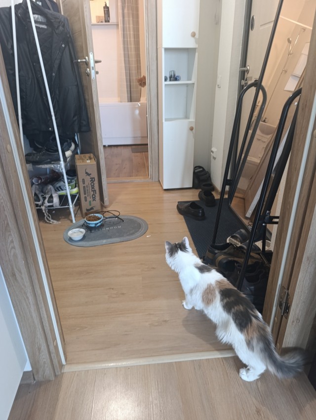 Пристраиваю котэ