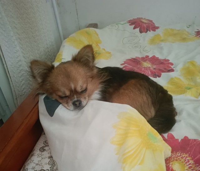 Никки