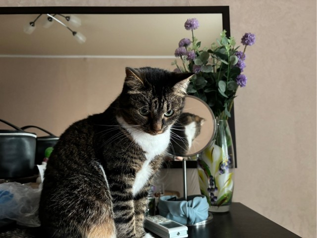 Было — Стало (котовторник)