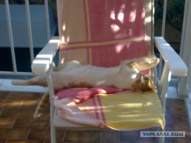 Домик для котэ