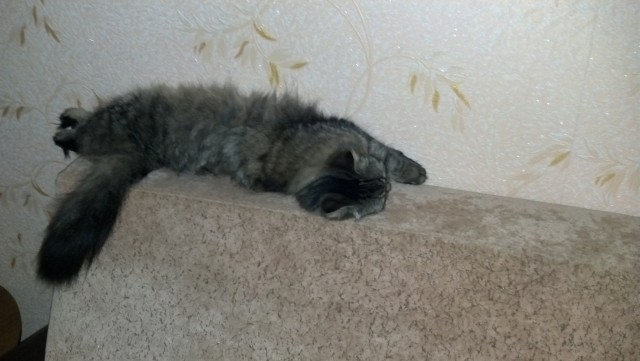 Котовторник на 24.09.2013г