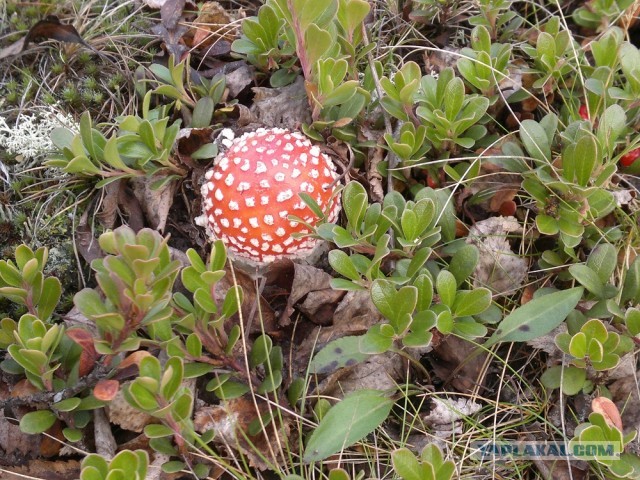 Грибной рай