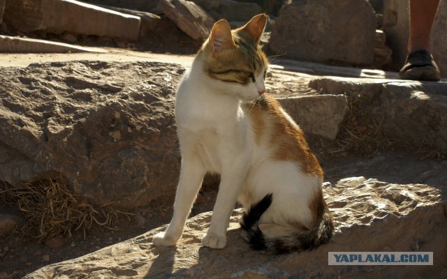Котовторник 12.11.2013