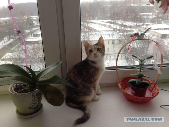 КотоПост