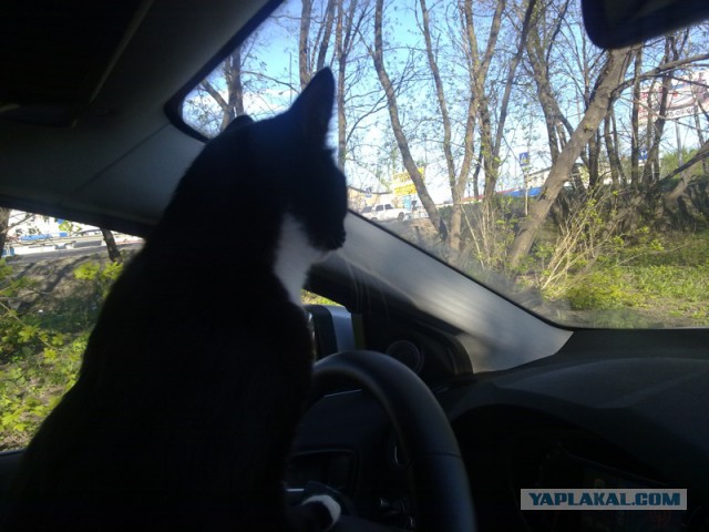 Котовторник 25.02.2014