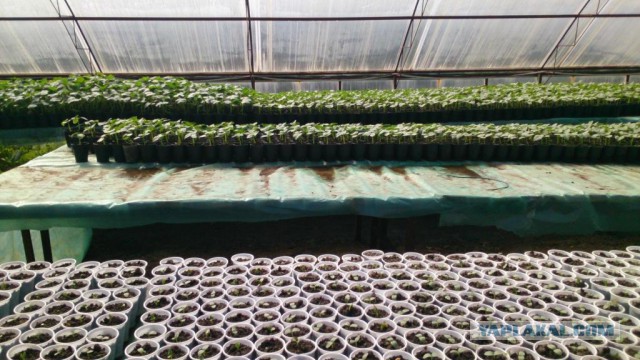 Любителям зелени 2