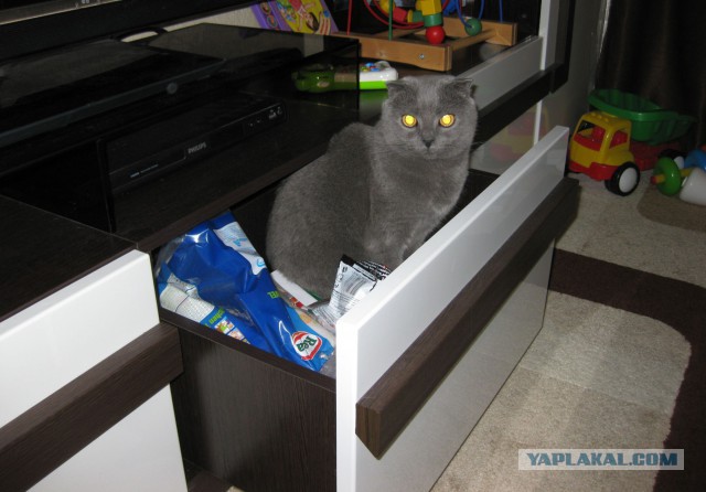 Котовторник   15.04.2014