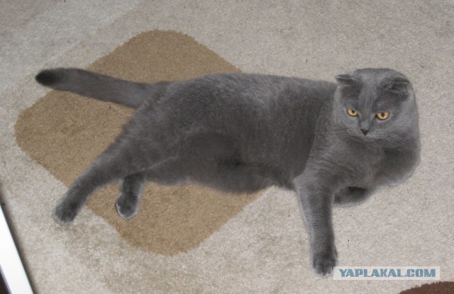 С Котовторником!