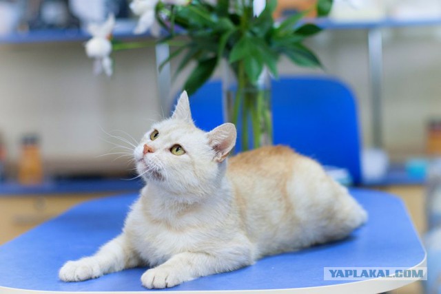 Котовторник 10.06.2014