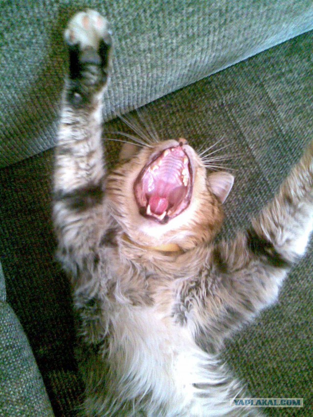 А у тебя есть фото твоей зевающей котейки ?