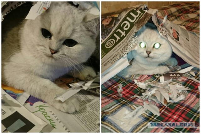 Котовторник 02.09.2014