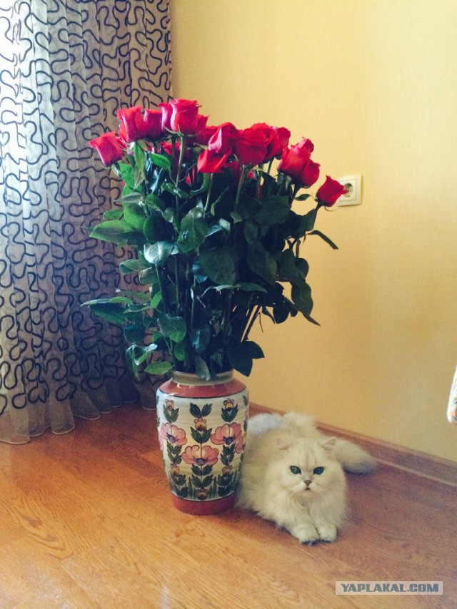 Котовторник 23.12.2014