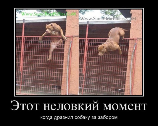 Мстительный кот