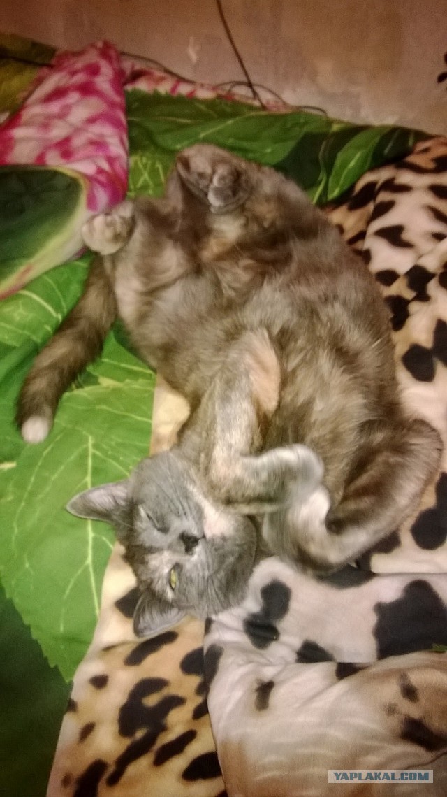 Котовторник