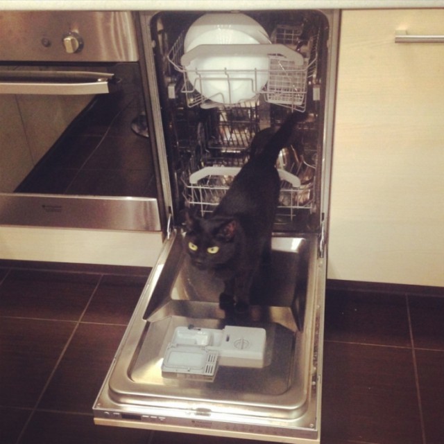 Котовторник 27.01.2015